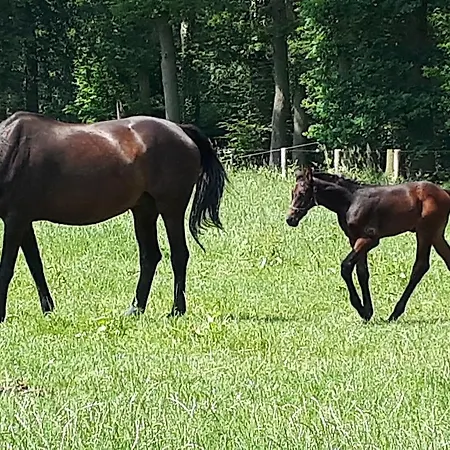 Landgoedhoeve Vosbergen Bed & Breakfast Heerde