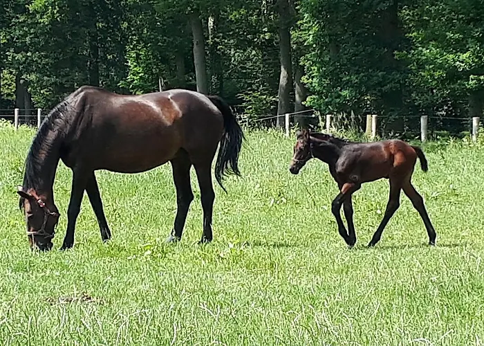Landgoedhoeve Vosbergen Couette-café Heerde